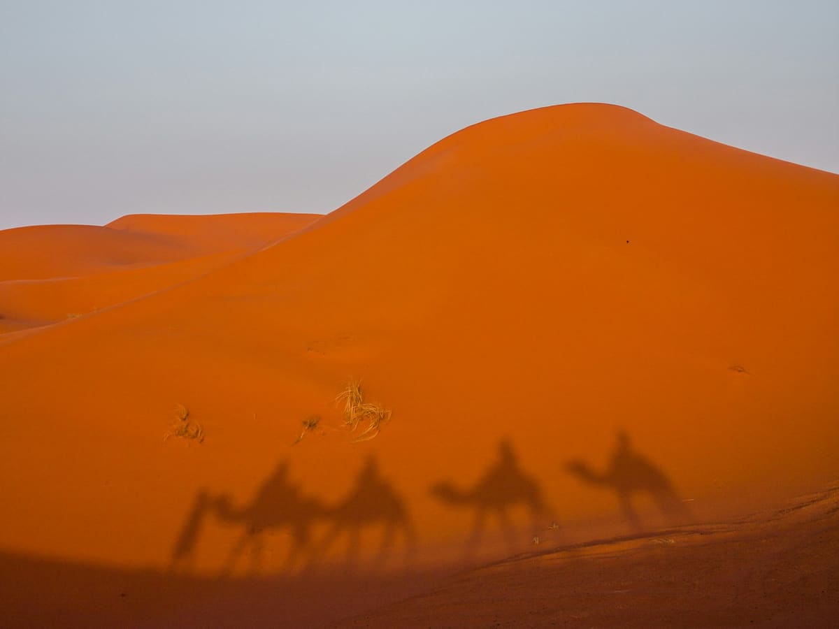 The shadows of a camel caravan on the dunes at sunset.